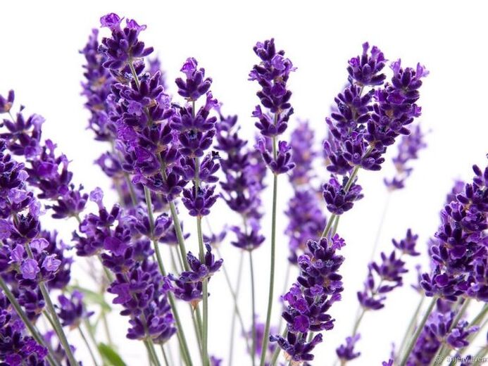 Zusammensetzung der Creme Varicone Lavendel angustifolia